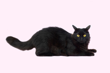 Beautiful fluffy black cat isolated on a pink background. Cat lies