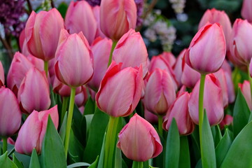 Group of colorful tulip in spring garden. Bright pinkl tulip photo background. Amazing spring concept and background.