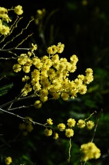 Mimosa blossom