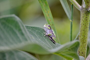 Gray Tree Frog on a milkweed plant in Ontario, Canada.