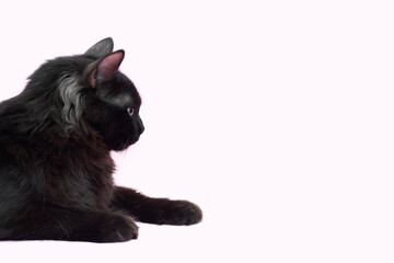 Portrait of Beautiful fluffy black cat isolated on a pink background.