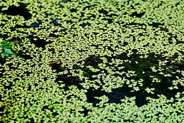 Green duckweed abstract natural background. Horizontal. Фон и текстура зеленая Ряска,