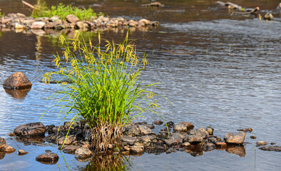 natural grove of herbs on a river in Quebec, Canada