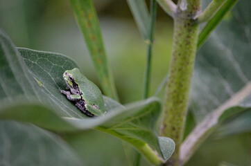 Gray Tree Frog on a milkweed plant in Ontario, Canada.