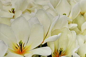 Aromatic white tulips bloomed in the spring in the garden. These bulbs are widely used in landscape design.