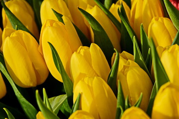 The blooming yellow tulips in the spring.