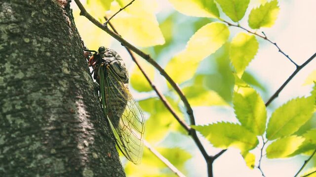 【夏】セミが木に止まっている様子	