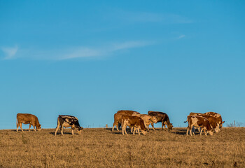 K&uuml;he auf der Weide