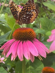 butterfly on flowers