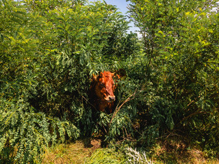 A ginger cow hides from the heat in the shade of the green foliage of trees on a summer day.