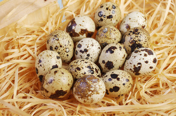 Quail eggs in a nest made of wood chips.