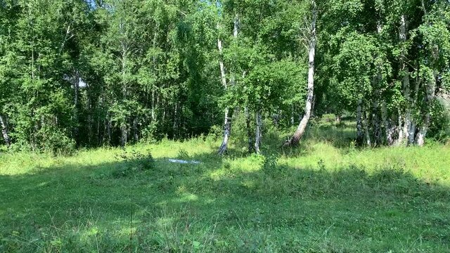 4K Beautiful thick green birch forest. Summer landscape. The sun breaks through the tree crown.