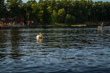 Pelican swimming on Lake Kabetogama in Voyageurs National Park, Minnesota