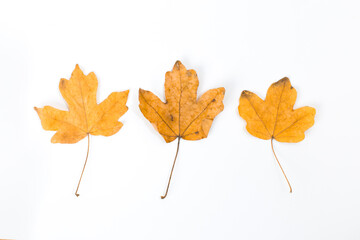Yellow maple leaf as an autumn symbol. Isolated on white.