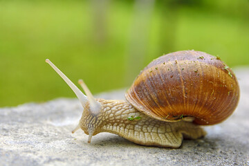 Big snail in shell crawling on road, animal macro shot