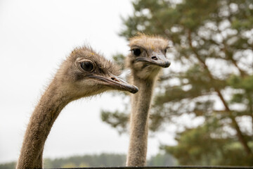 ostrich head in close-up against the backdrop of nature