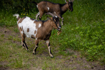 Naklejka na ściany i meble goat walking loosely around the farm on a summer day