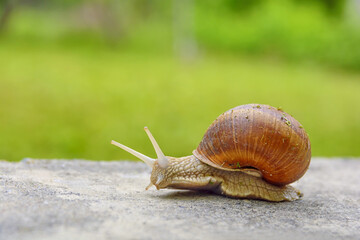 Big snail in shell crawling on road, summer day in green with green grass background