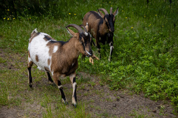 Naklejka na ściany i meble goat walking loosely around the farm on a summer day
