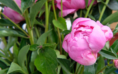 Close-up of pink peony buds with foliage