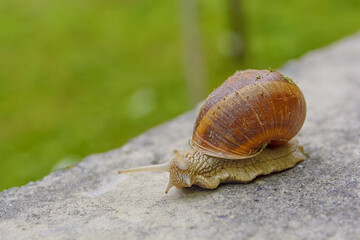 Big snail in shell crawling on road, summer day in green with green grass