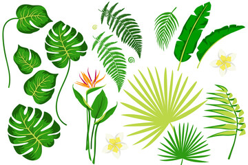 Set of tropical leaves on a white background
