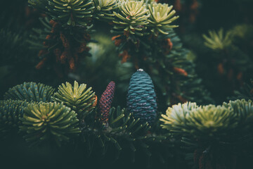 Fototapeta na wymiar blue pine cone on the branch of conifer in close-up