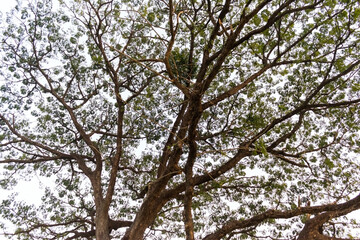 tree branches with leaves over white sky background texture pattern and wallpaper