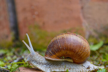 Big wild snail in shell crawling in the garden on country side