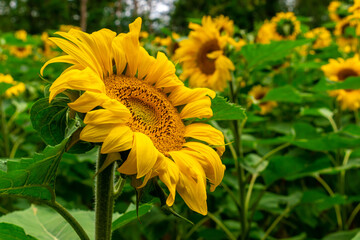 Obraz premium Sunflower field landscape close-up