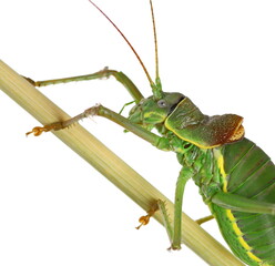 Saddle-backed Bush Cricket (Ephippiger ephippiger) isolated on white background with clipping path
