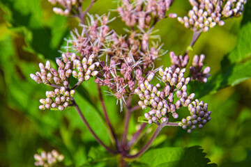 Natural pretty flowers on summer in the forest