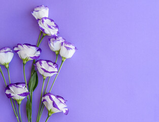 A bouquet of beautiful freshly cut purple eustoma on a one ton background