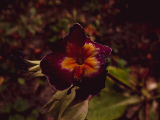 Czerwone płatki kwiata © Adam