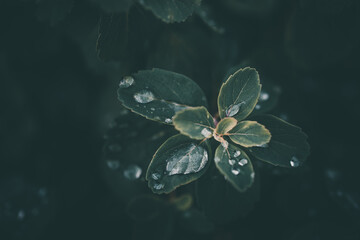 rain drops in close-up on the leaves of the plant