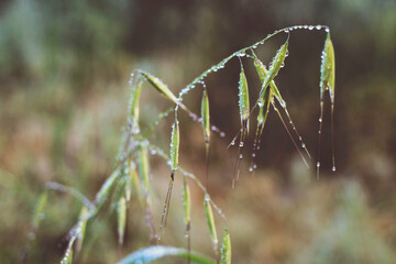 Water drop on a wild plant