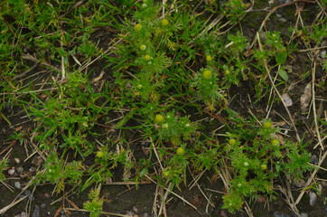 green grass in the morning