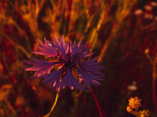 Fioletowy kwiat © Adam