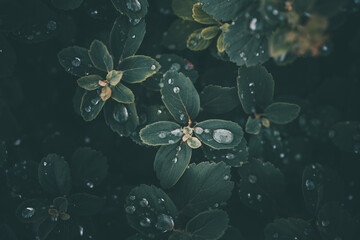 rain drops in close-up on the leaves of the plant