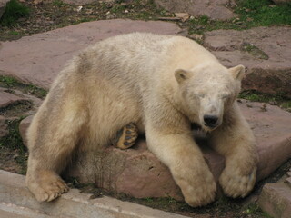 Entspannter Eisbär