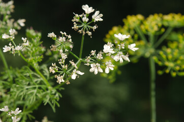 wild flowers in the garden