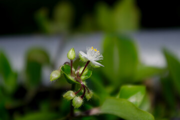 close up of white flower