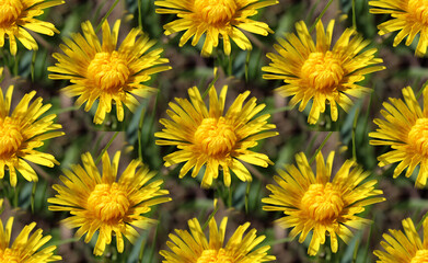 Tekstura z żółtych kwiatów na zielonym tle