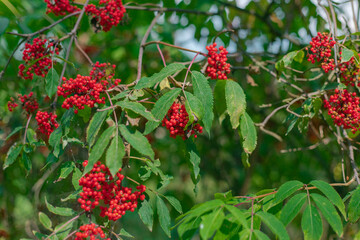 Wild rowan in the forest. Rowan berries