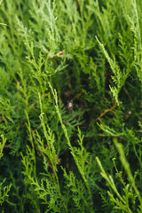 The spider sits on its web against a background of green thuja in nature and hunts, waiting for prey.