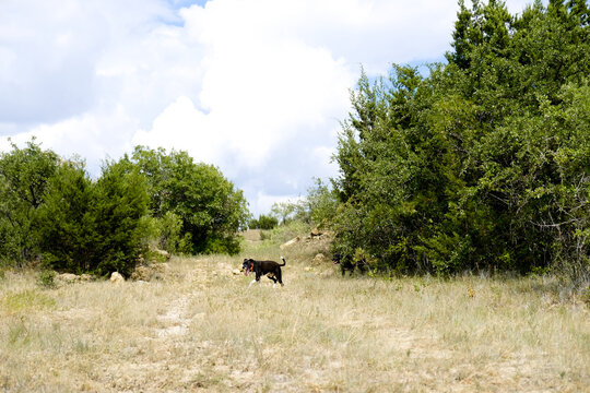 Dog Far Away In Rural Texas Landscape During Summer.