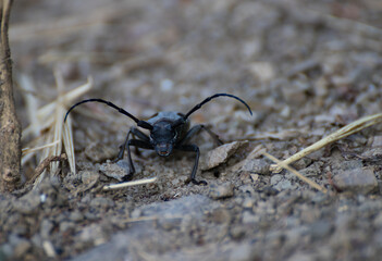 Black insect with big antennas on its head. 