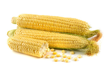 Fresh yellow ears of sweet dessert corn on a white background, close-up.horizontal view