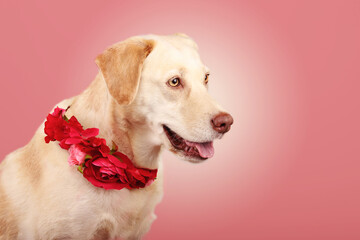 Labrador mit Blumenkranz 