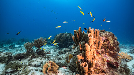 Seascape in turquoise water of coral reef in Caribbean Sea / Curacao with fish, coral and Vase Sponge
